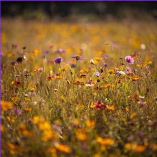 bunte Blumenwiese in Herbstfarben