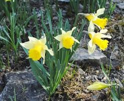 blühende Narzissen